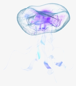 Jellyfish Png - Real Jellyfish Png, Transparent Png, Transparent PNG