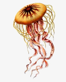 Box Jellyfish Png Photos - Jellyfish Ernst Haeckel Art, Transparent Png, Transparent PNG
