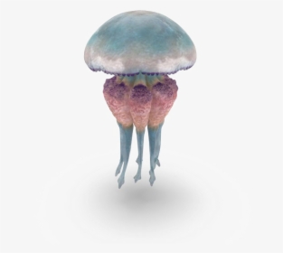 Jellyfish Free Png Image - Jellyfish, Transparent Png, Transparent PNG