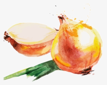 Whole30-divider - Onion Watercolor Png, Transparent Png, Transparent PNG