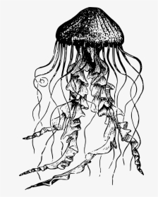 Jellyfish Drawing , Png Download - Jellyfish Black And White, Transparent Png, Transparent PNG