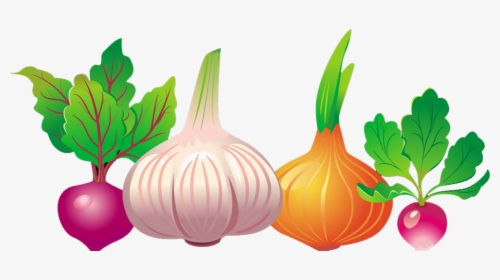 Common Beet Vegetable Euclidean Vector Beetroot - Free, HD Png Download, Transparent PNG