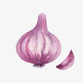 Watercolor Vegetable Onion Png Images - Onion Drawing Png, Transparent Png, Transparent PNG