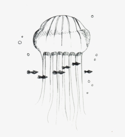Jellyfish - Sketch, HD Png Download, Transparent PNG