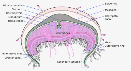 Jellyfish Cross Section, HD Png Download, Transparent PNG