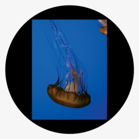 Jellyfish, HD Png Download, Transparent PNG
