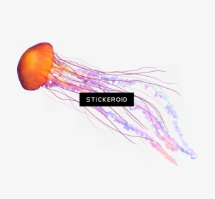 Jellyfish Tentacles Png , Png Download - Illustration, Transparent Png, Transparent PNG
