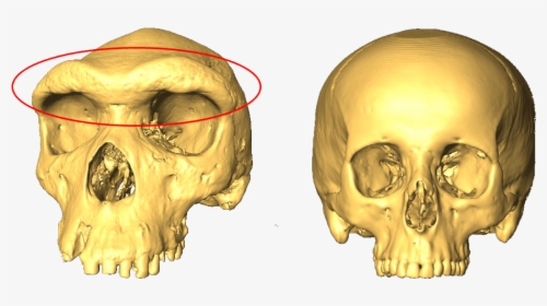 Two Skulls, One With A Larger Eyebrow Ridge - Skull Brow Ridge, HD Png Download, Transparent PNG