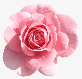 Pink Flower Transparent Background, HD Png Download, Transparent PNG