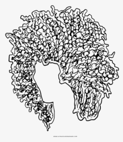 Transparent Cabelo Png - Cabelos Afros Como Desenhar, Png Download, Transparent PNG