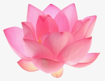 Flower Png Aesthetic Kayaflower Co - Aesthetic Png Flowers Pink, Transparent Png, Transparent PNG