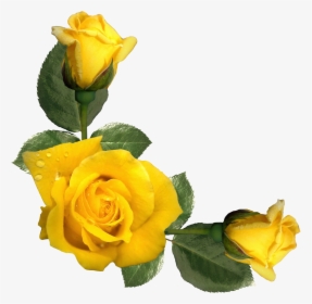 Yellow Roses Png, Transparent Png, Transparent PNG