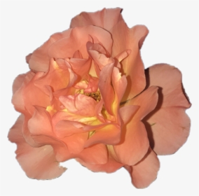 Coral Aesthetic Pngs, Transparent Png, Transparent PNG