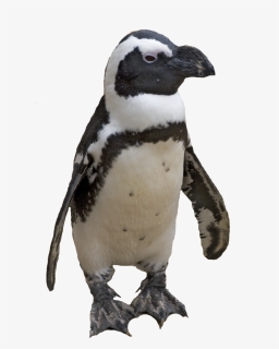 Small Penguin - African Penguin Transparent Background, HD Png Download, Transparent PNG