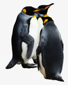 Penguins Group Of - Emperor Penguin Transparent Background, HD Png Download, Transparent PNG