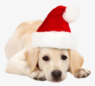 Dog With Santa Hat Png Clipart - Dog With Christmas Hat, Transparent Png, Transparent PNG