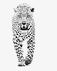 And Jaguar Panther Leopard Tiger Lion Black Clipart - Black And White Spot Animals, HD Png Download, Transparent PNG