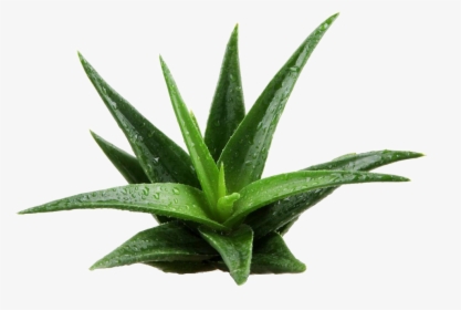 Aloe Vera Plant Png Image - Pflanzen Png, Transparent Png, Transparent PNG