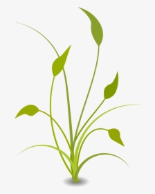 No Plants Clipart - Plant Drawing No Background, HD Png Download, Transparent PNG