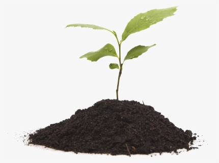 Soil Png - Plant Growing Transparent Background, Png Download, Transparent PNG