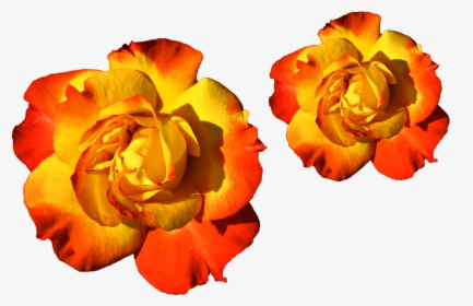 Transparent Colorful Flowers Png - Mixed Colors Yellow And Red, Png Download, Transparent PNG