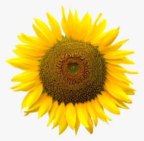 Color Realistic Sunflower Drawing, HD Png Download, Transparent PNG