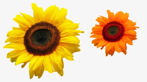 Png Files Free Download - Common Sunflower, Transparent Png, Transparent PNG
