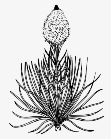 Bear Grass Flower Drawing, HD Png Download, Transparent PNG