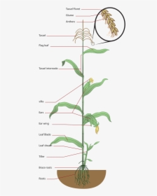 Structure Of Maize Plant, HD Png Download, Transparent PNG