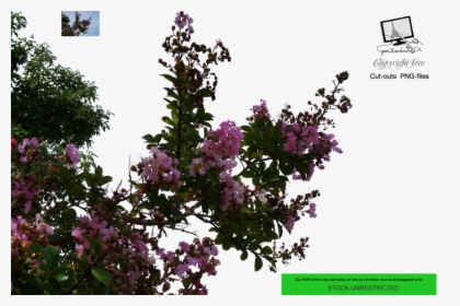 Flower Tree Png - Png Flower Tree, Transparent Png, Transparent PNG
