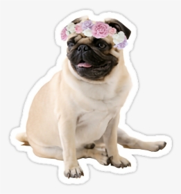 Puggle Puppy Bulldog Beagle - Sitting Pug, HD Png Download, Transparent PNG