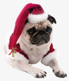 Christmas Pug Dog Transparent Background - Cool Dog No Background, HD Png Download, Transparent PNG
