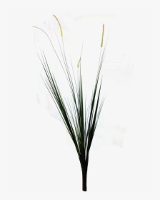 Transparent Ornamental Grass Png - Grass, Png Download, Transparent PNG