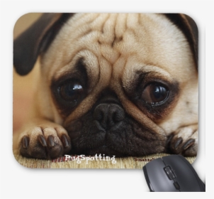 Pugspotting Pug Head Shot Mouse Pads - Cute Sad Puppy Eyes, HD Png Download, Transparent PNG