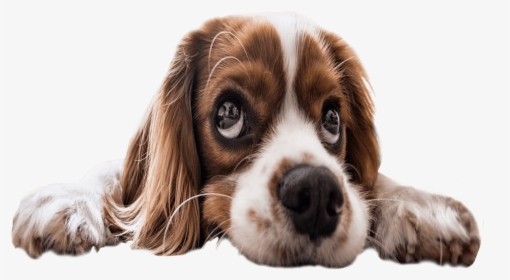 Sad Puppy Eyes Transparent Background Dog Image - Transparent Sad Dogs, HD Png Download, Transparent PNG