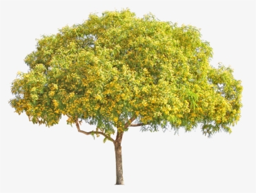 Yellow Flower Tree Png , Png Download - Palo Verde Tree Png, Transparent Png, Transparent PNG