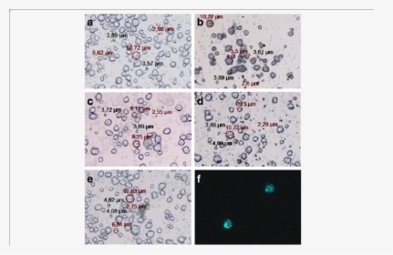 Light Microscopic Images Of Human Pbmcs Together With - Motif, HD Png Download, Transparent PNG