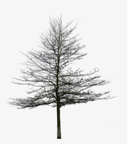 Tree Without Leaves Png, Transparent Png, Transparent PNG