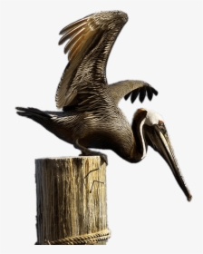Brown Pelican On Boulder - Brown Pelican, HD Png Download, Transparent PNG