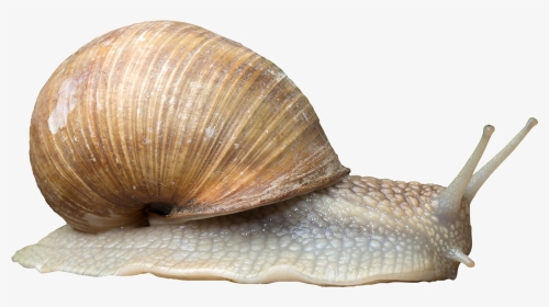 Snail - Snail Png, Transparent Png, Transparent PNG