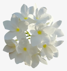 White Flower Png, Transparent Png, Transparent PNG