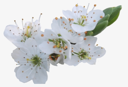White Flowers Png Gallery Flower Decoration Ideas - Transparent Pear Flower, Png Download, Transparent PNG
