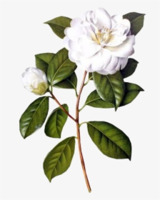#flower #white #spring #png #overlay #free #kpopedit - Jasmine Flower Botanical Drawing, Transparent Png, Transparent PNG