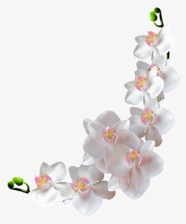 ✿ Orchidée Blanche Png, Tube Fleur ✿ White Flower Png - Orchid Png, Transparent Png, Transparent PNG