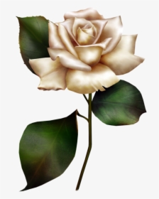 Clipart Of White Roses, HD Png Download, Transparent PNG