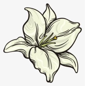 This Graphics Is Snow White Flower Png Transparent - Lily, Png Download, Transparent PNG