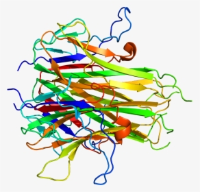 Protein Tnfsf15 Pdb 2o0o - Tnfsf15, HD Png Download, Transparent PNG
