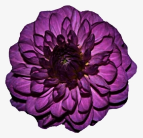 Go To Image - Purple Flower, HD Png Download, Transparent PNG