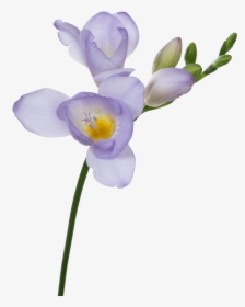 Light Purple Flower Png, Transparent Png, Transparent PNG