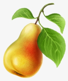 Pear, HD Png Download, Transparent PNG
